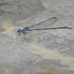 Hailey's Dragonfly